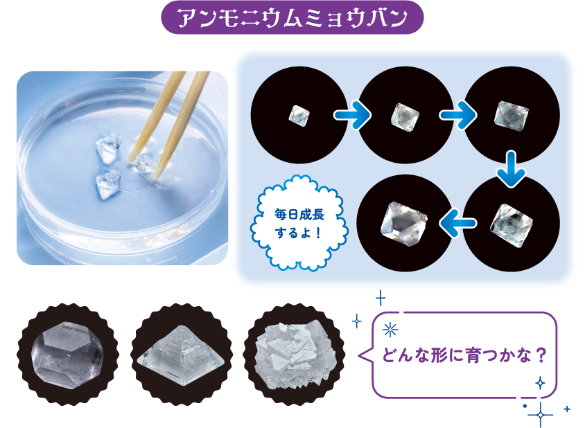 【アンモニウムミョウバン】毎日成長するよ！どんな形に育つかな？