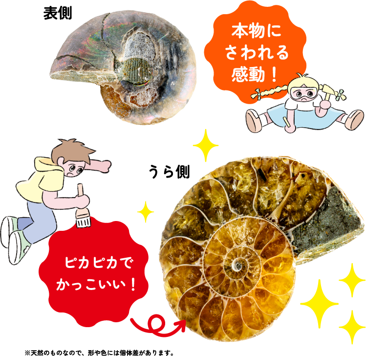 本物にさわれる感動！※天然のものなので、形や色には個体差があります。
