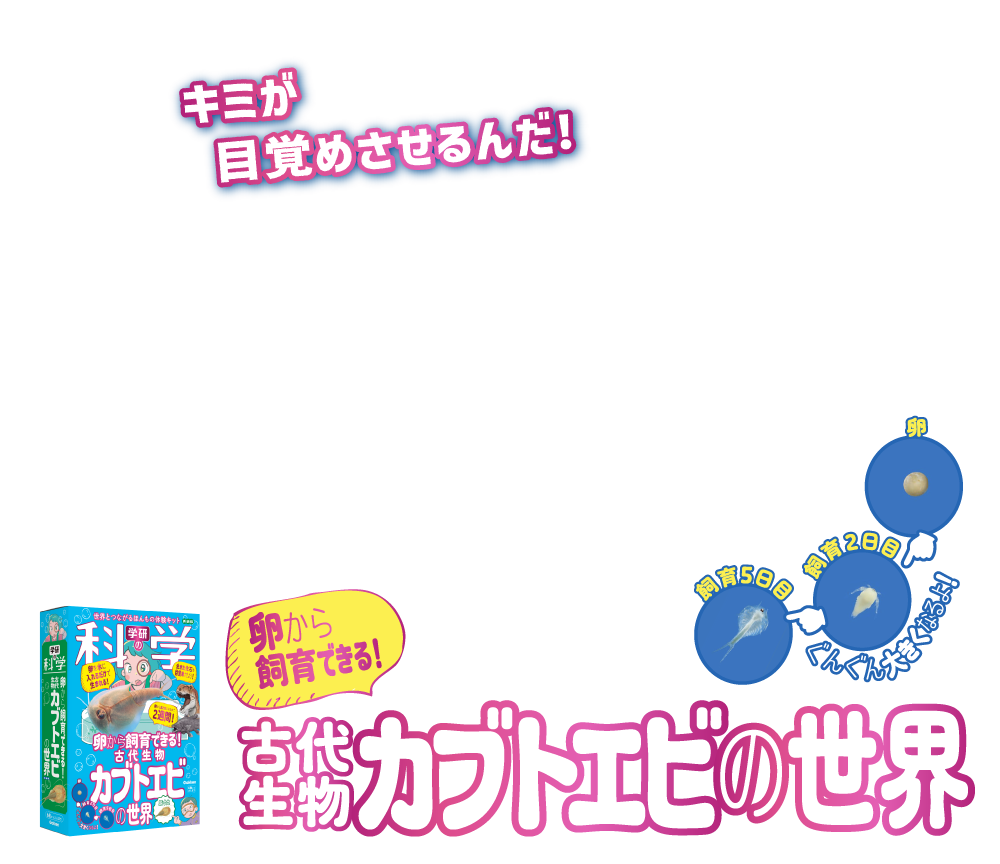 卵から飼育できる！古代生物カブトエビの世界